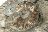 Giant, Bumpy Ammonite (Douvilleiceras) Fossil #279781-4